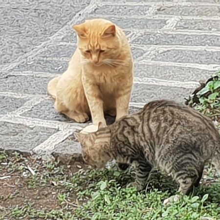 Alle Pendici Dell'Etna Ragalna Luaran gambar