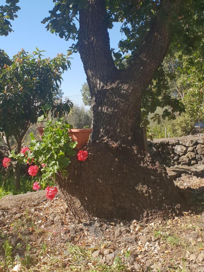 Alle Pendici Dell'Etna Ragalna Luaran gambar